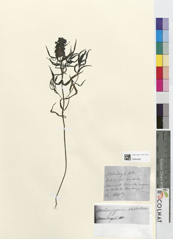 Melampyrum cristatum (Scrophulariaceae)