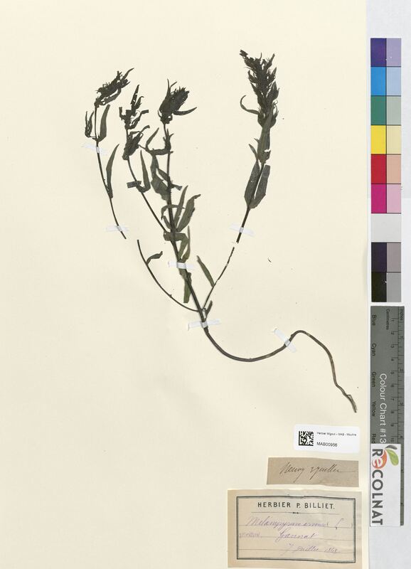 Melampyrum arvensis (Scrophulariaceae)