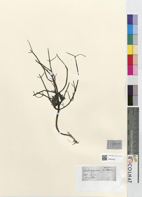 Melampyrum arvensis (Scrophulariaceae)