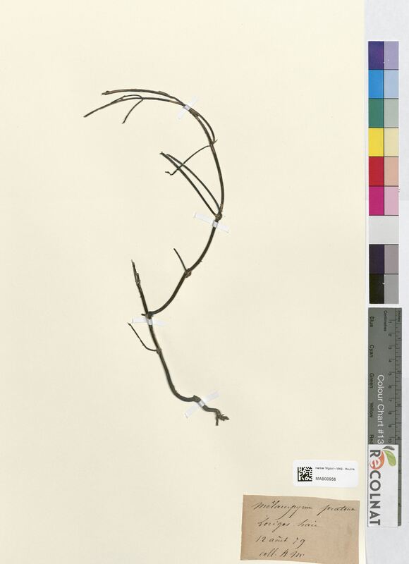 Melampyrum arvensis (Scrophulariaceae)