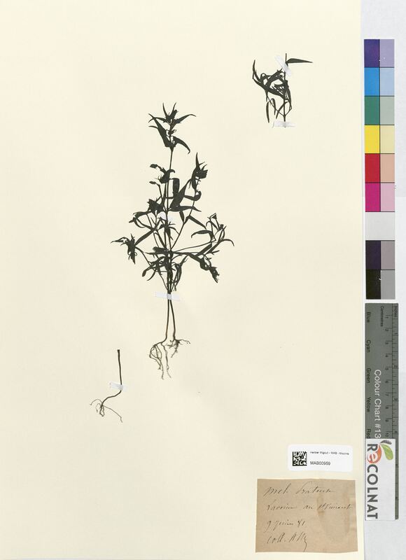 Melampyrum pratensis (Scrophulariaceae)