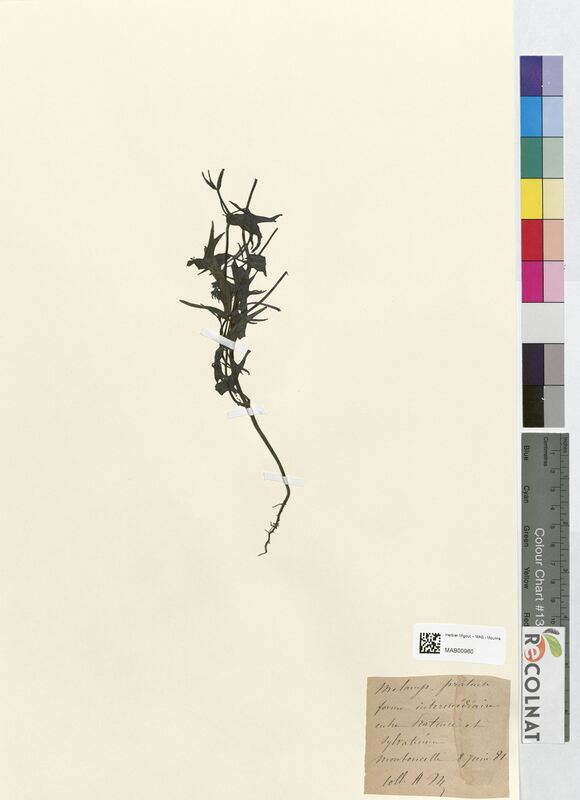 Melampyrum pratensis (Scrophulariaceae)