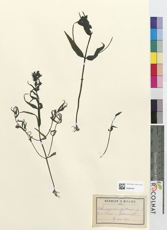 Melampyrum pratensis (Scrophulariaceae)