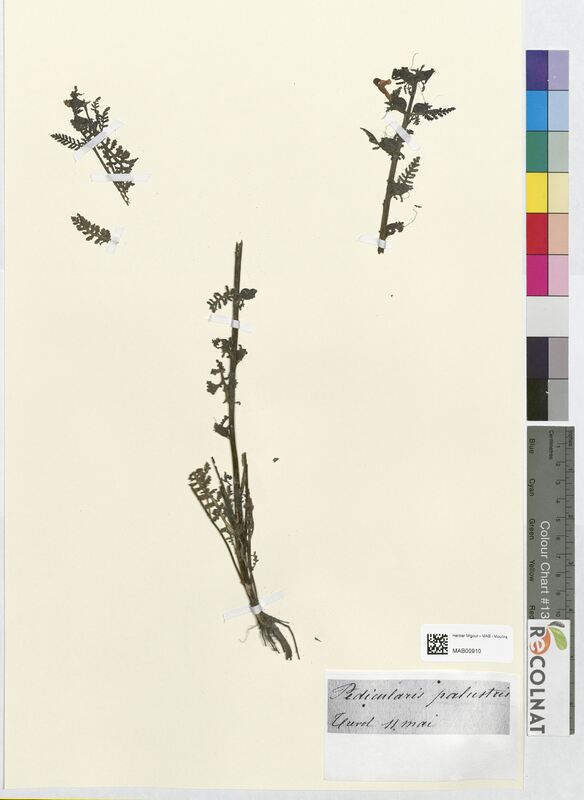 Pedicularis palustris (Scrophulariaceae)