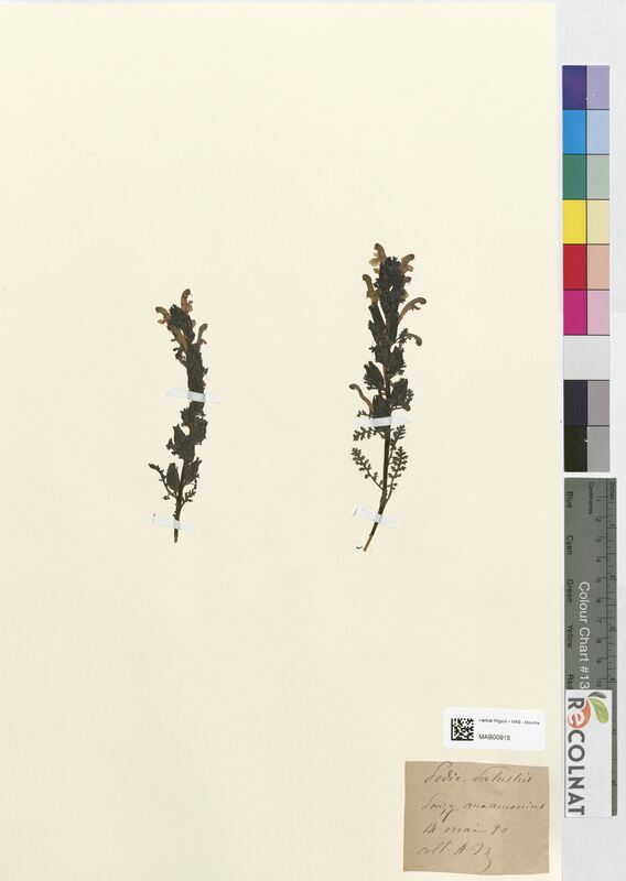 Pedicularis palustris (Scrophulariaceae)