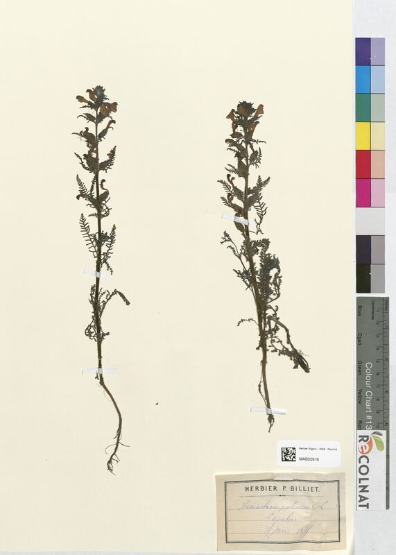 Pedicularis palustris (Scrophulariaceae)