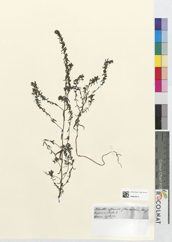 Odontites officinalis (Scrophulariaceae)