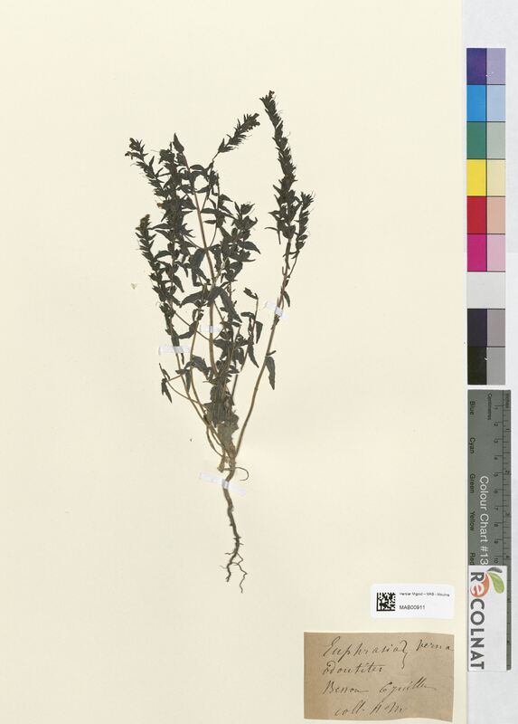 Odontites verna (Scrophulariaceae)