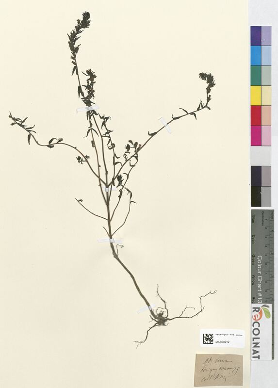 Odontites verna (Scrophulariaceae)