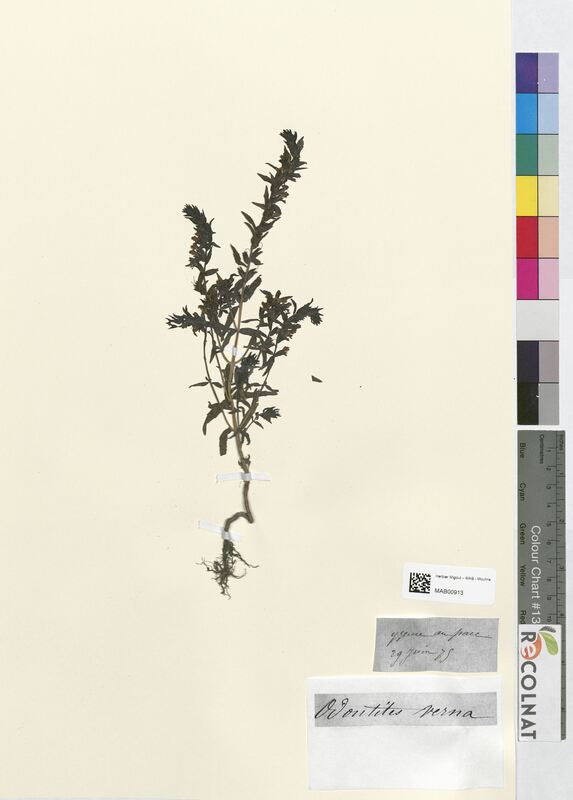 Odontites verna (Scrophulariaceae)