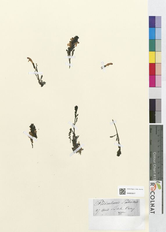 Pedicularis palustris (Scrophulariaceae)