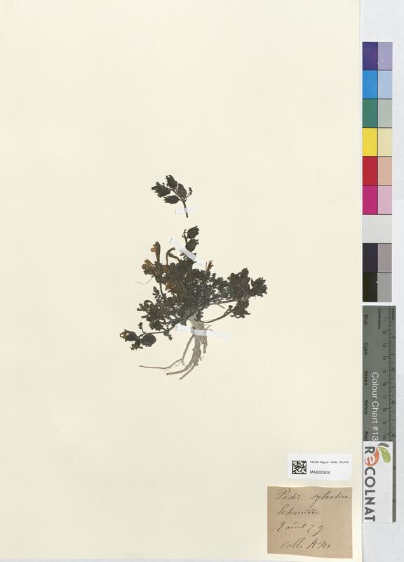 Pedicularis sylvatica (Scrophulariaceae)