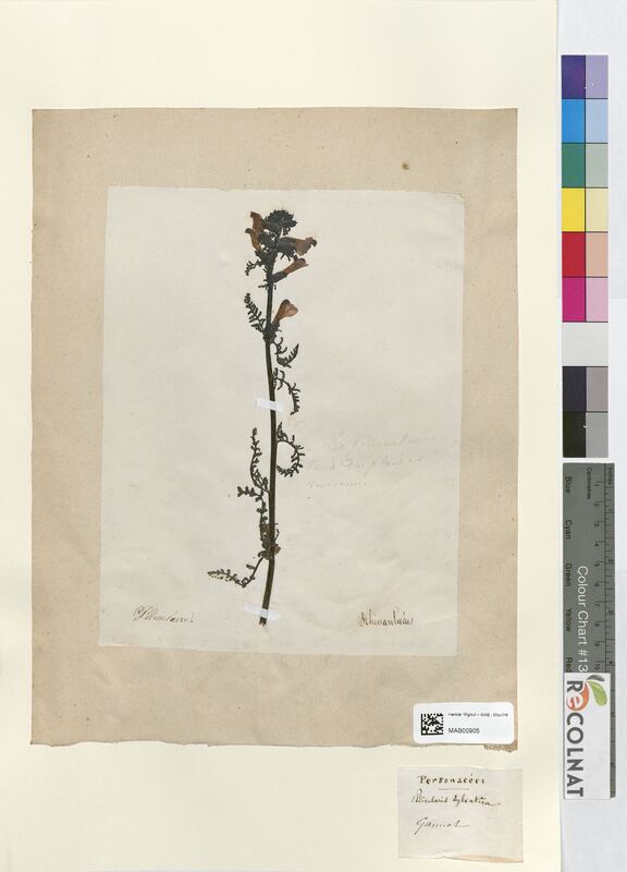 Pedicularis sylvatica (Scrophulariaceae)