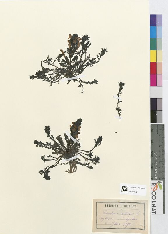 Pedicularis sylvatica (Scrophulariaceae)