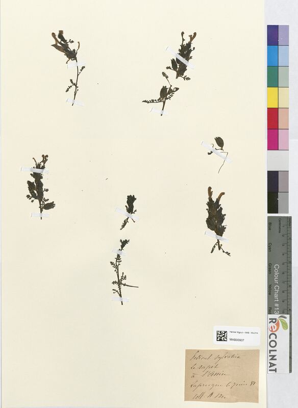 Pedicularis sylvatica (Scrophulariaceae)