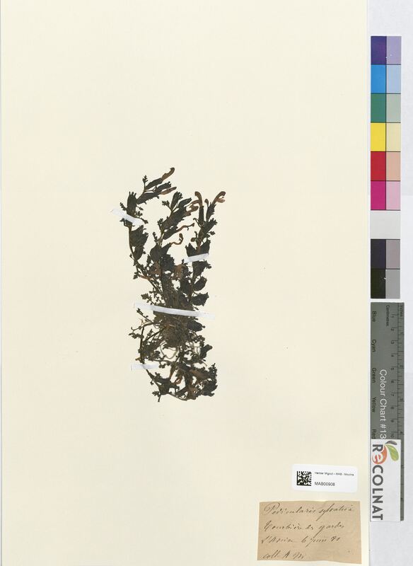 Pedicularis sylvatica (Scrophulariaceae)