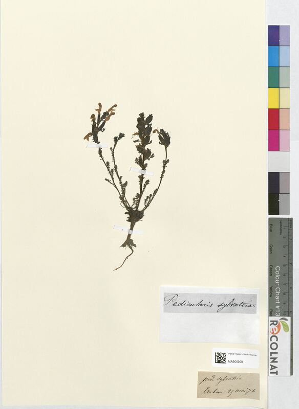 Pedicularis sylvatica (Scrophulariaceae)