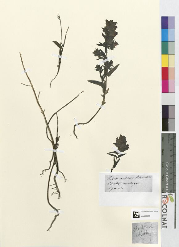 Rhinanthus hirsutus (Scrophulariaceae)