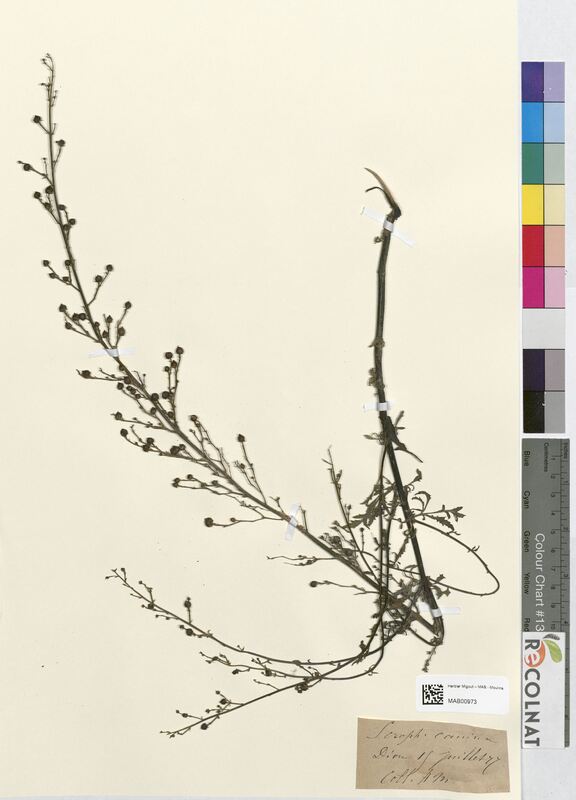 Scrophularia canina (Scrophulariaceae)