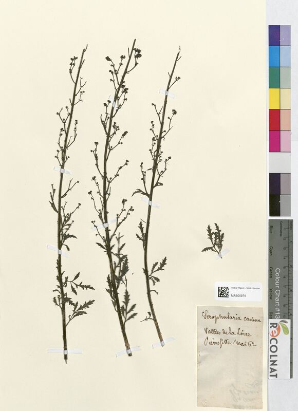 Scrophularia canina (Scrophulariaceae)