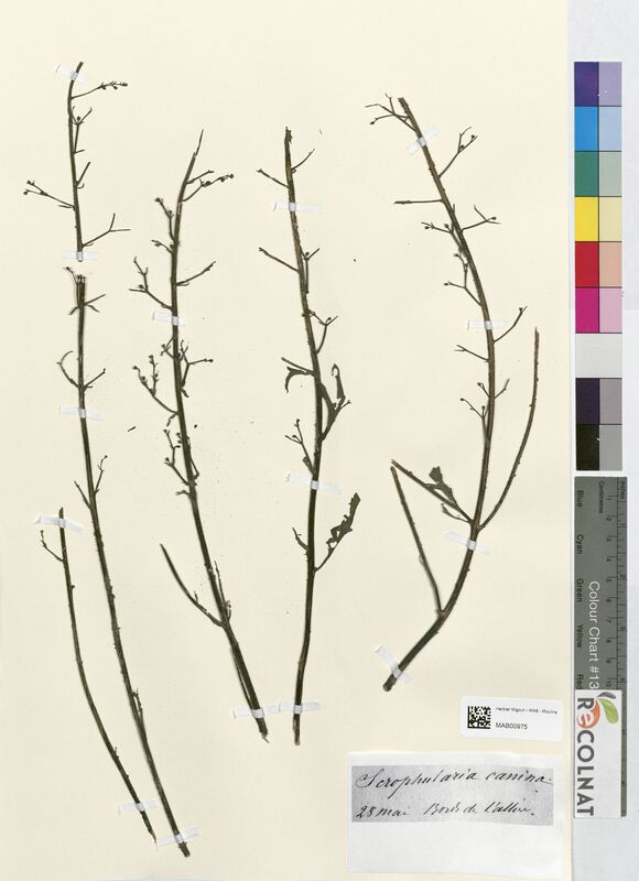 Scrophularia canina (Scrophulariaceae)