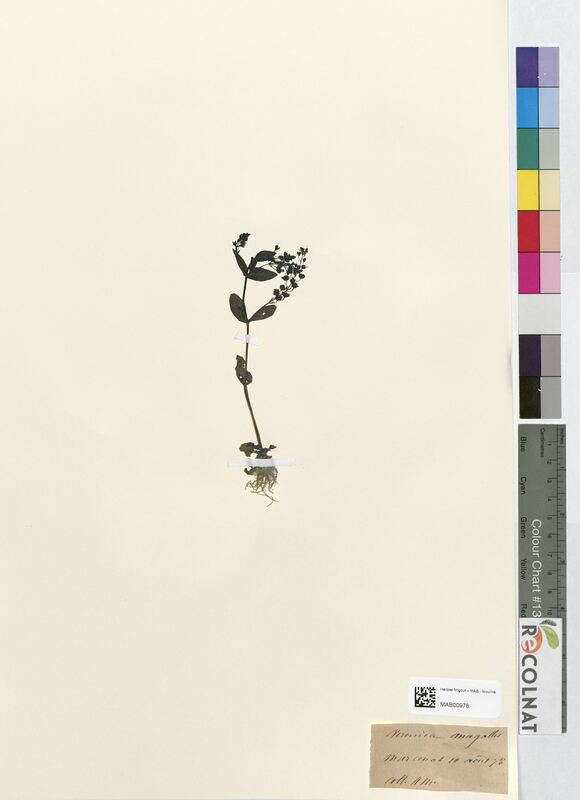 Veronica anagallis (Scrophulariaceae)