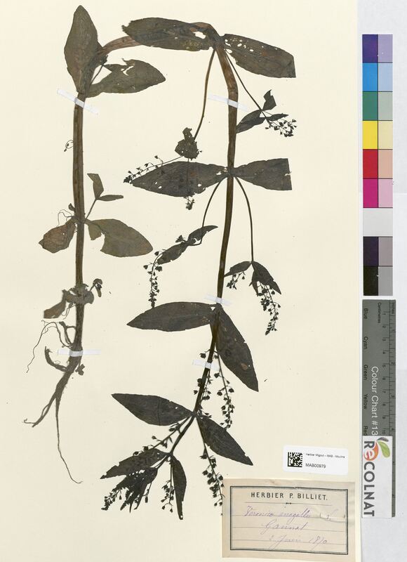 Veronica anagallis (Scrophulariaceae)