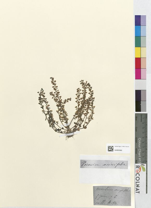 Veronica acinifolia (Scrophulariaceae)