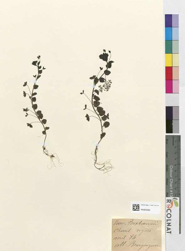 Veronica buxbaumii (Scrophulariaceae)