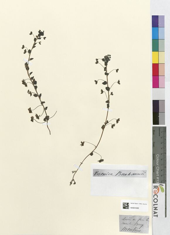 Veronica buxbaumii (Scrophulariaceae)