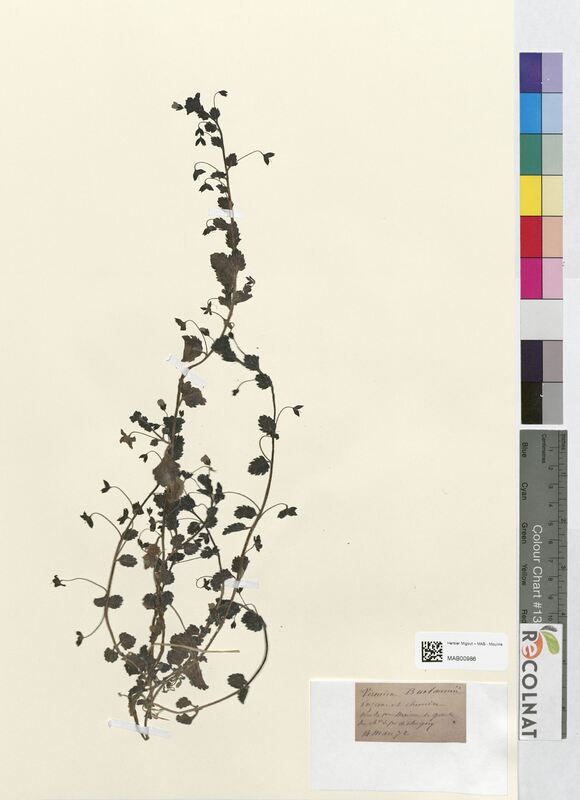 Veronica buxbaumii (Scrophulariaceae)