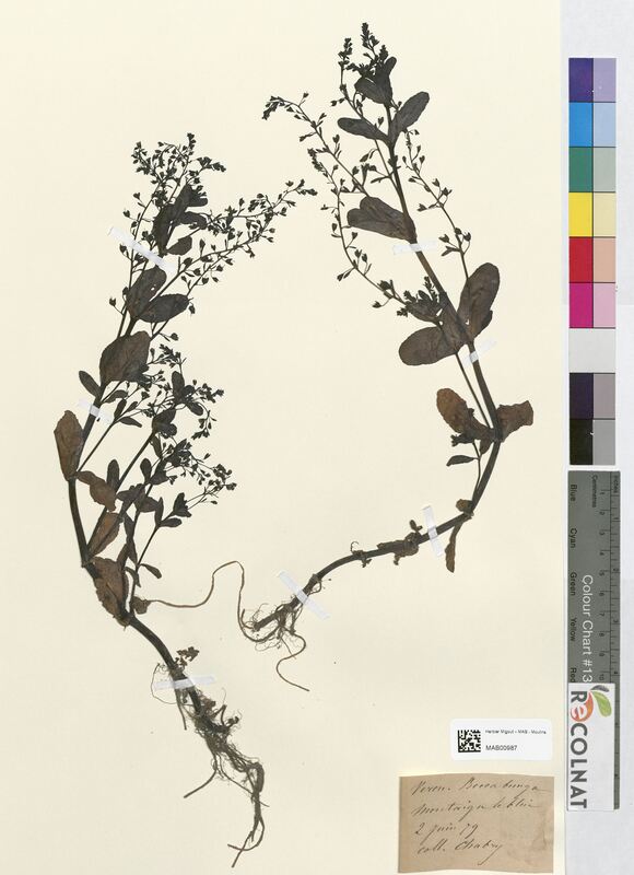 Veronica beccabunga (Scrophulariaceae)