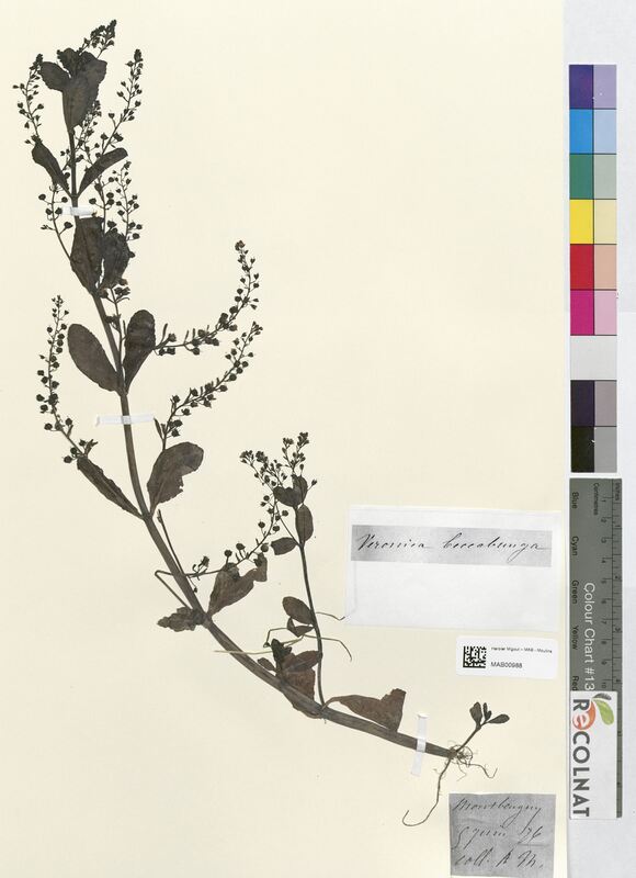 Veronica beccabunga (Scrophulariaceae)