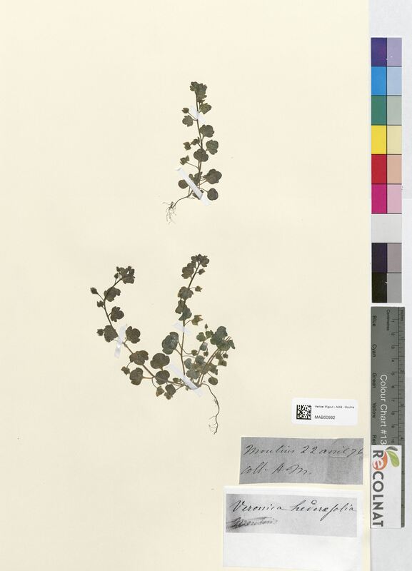 Veronica hederafolia (Scrophulariaceae)
