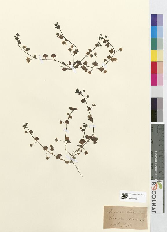 Veronica hederacca (Scrophulariaceae)