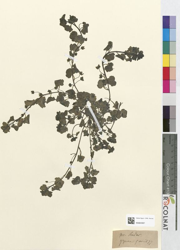 Veronica hederacca (Scrophulariaceae)