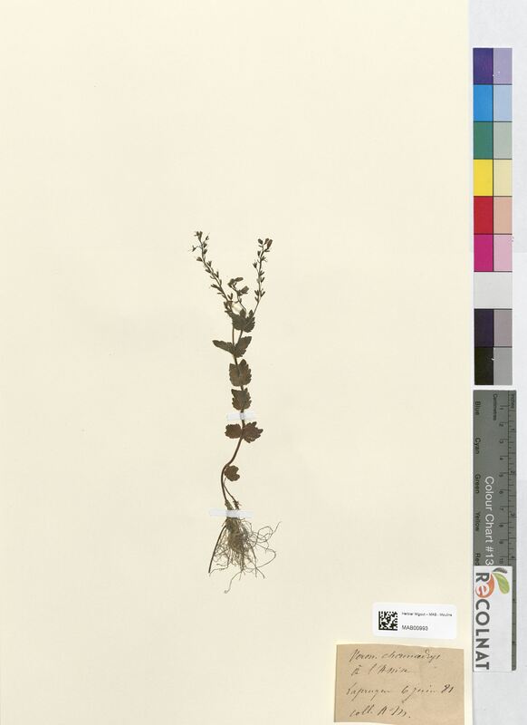 Veronica chamadrys (Scrophulariaceae)