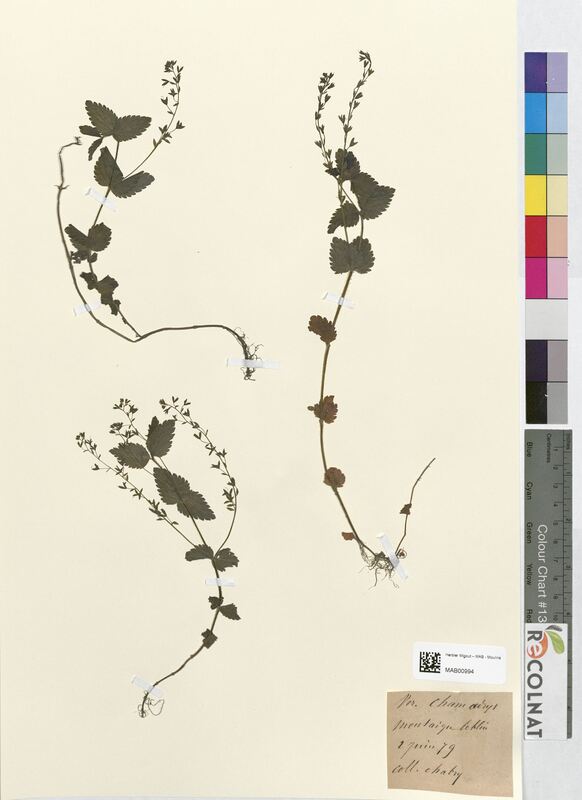 Veronica chamadrys (Scrophulariaceae)