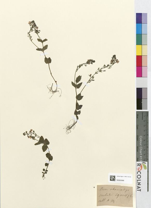 Veronica chamadrys (Scrophulariaceae)