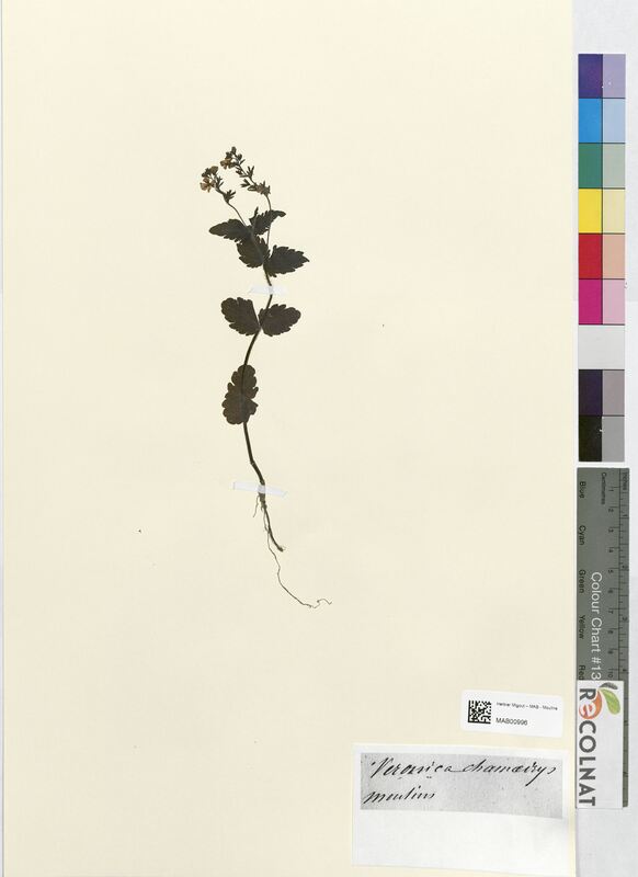 Veronica chamadrys (Scrophulariaceae)