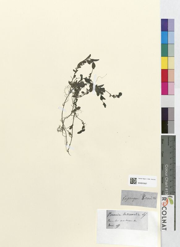 Veronica intermedia (Scrophulariaceae)
