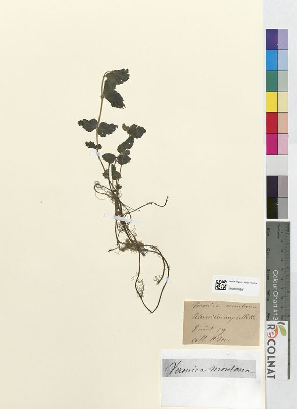 Veronica montana (Scrophulariaceae)