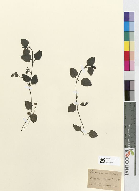 Veronica montana (Scrophulariaceae)