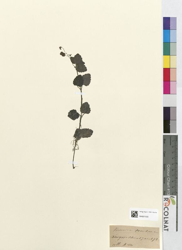 Veronica montana (Scrophulariaceae)