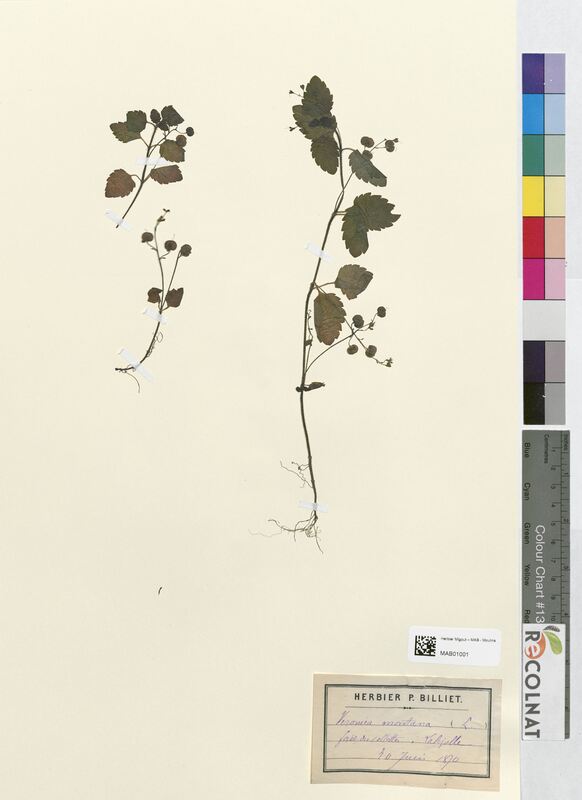 Veronica montana (Scrophulariaceae)