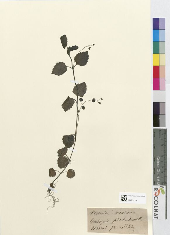 Veronica montana (Scrophulariaceae)