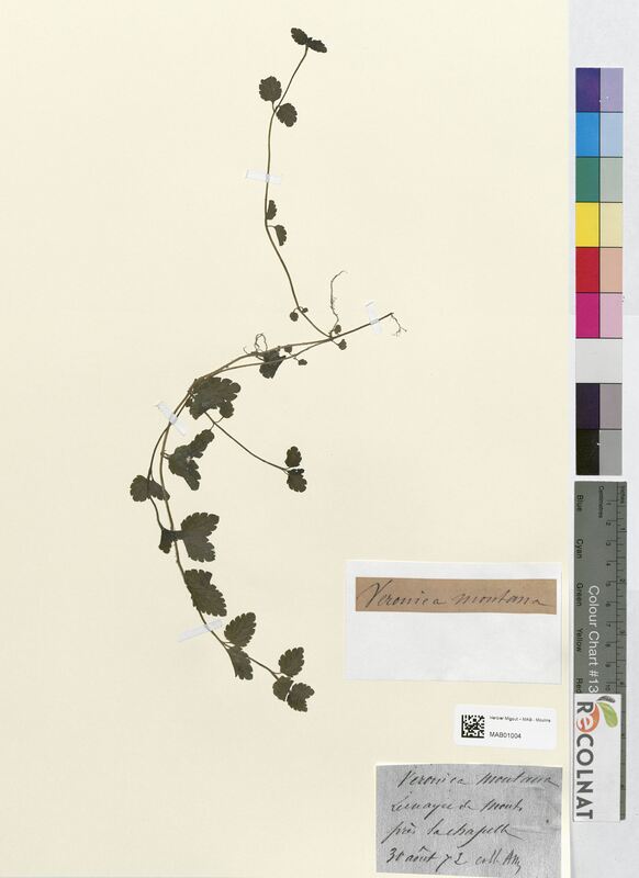 Veronica montana (Scrophulariaceae)