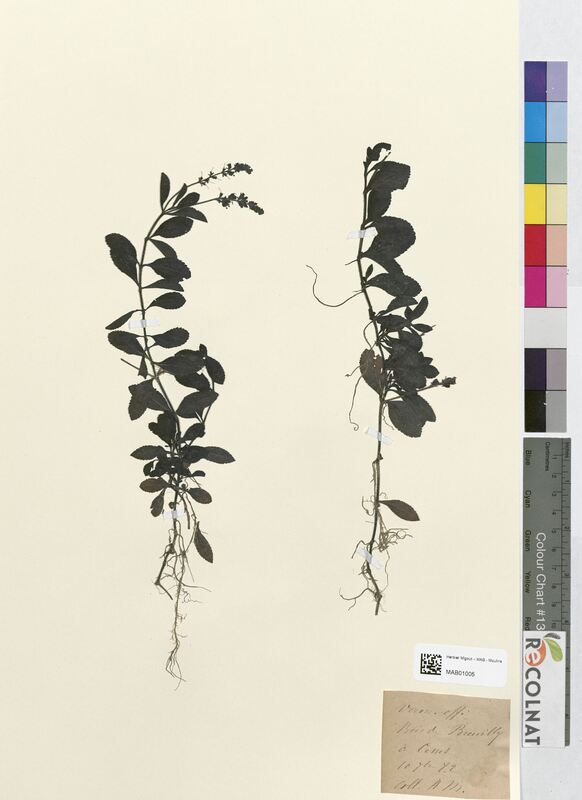 Veronica officinalis (Scrophulariaceae)