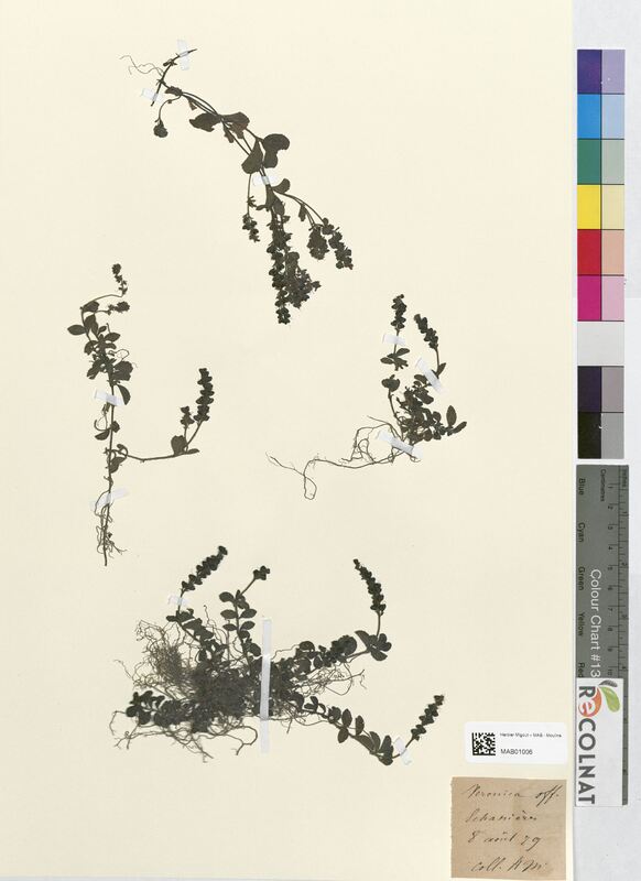 Veronica officinalis (Scrophulariaceae)