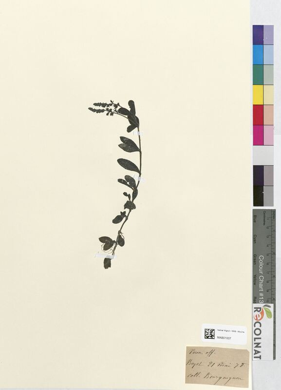 Veronica officinalis (Scrophulariaceae)